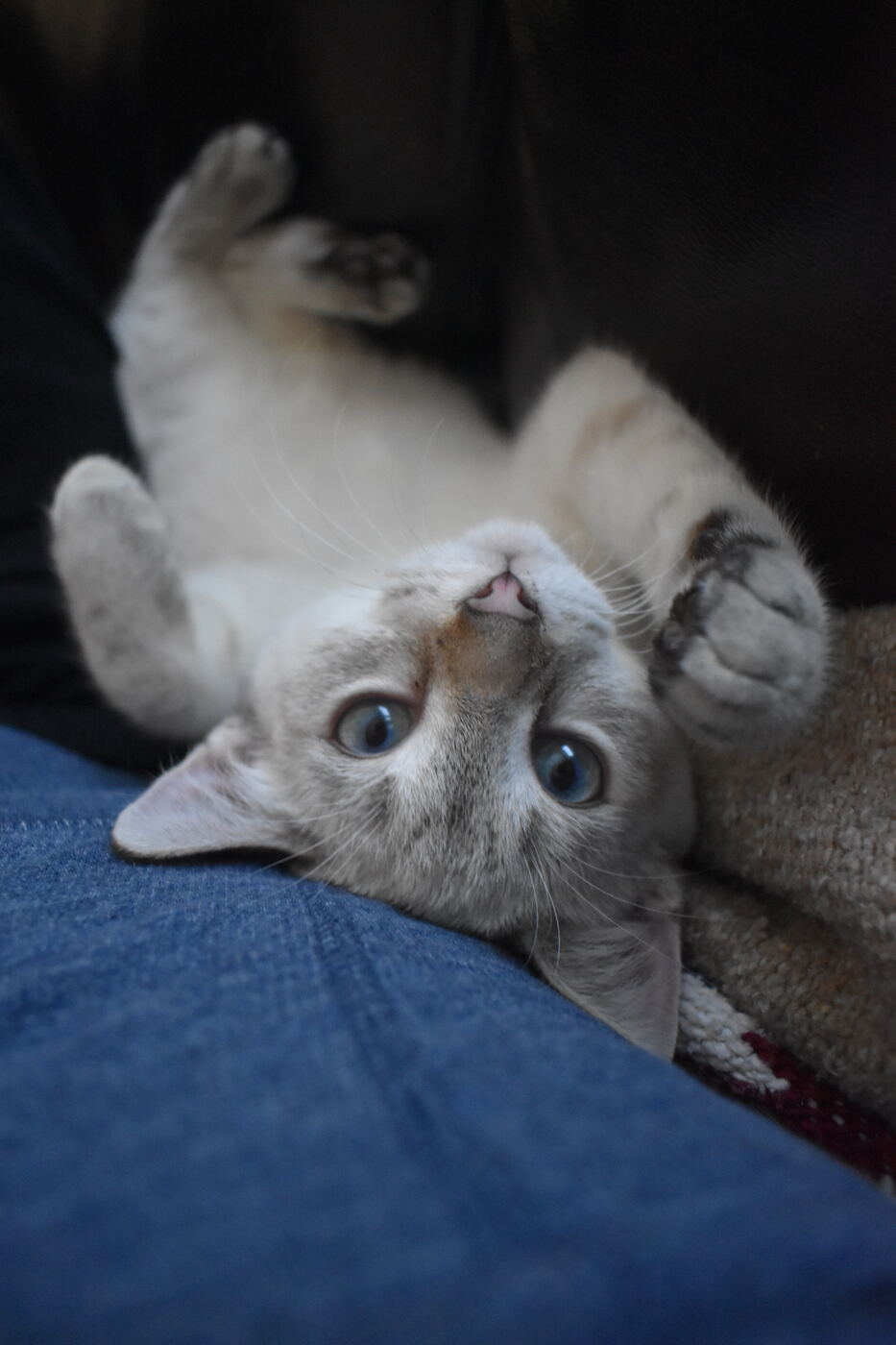 Baby White Claw
