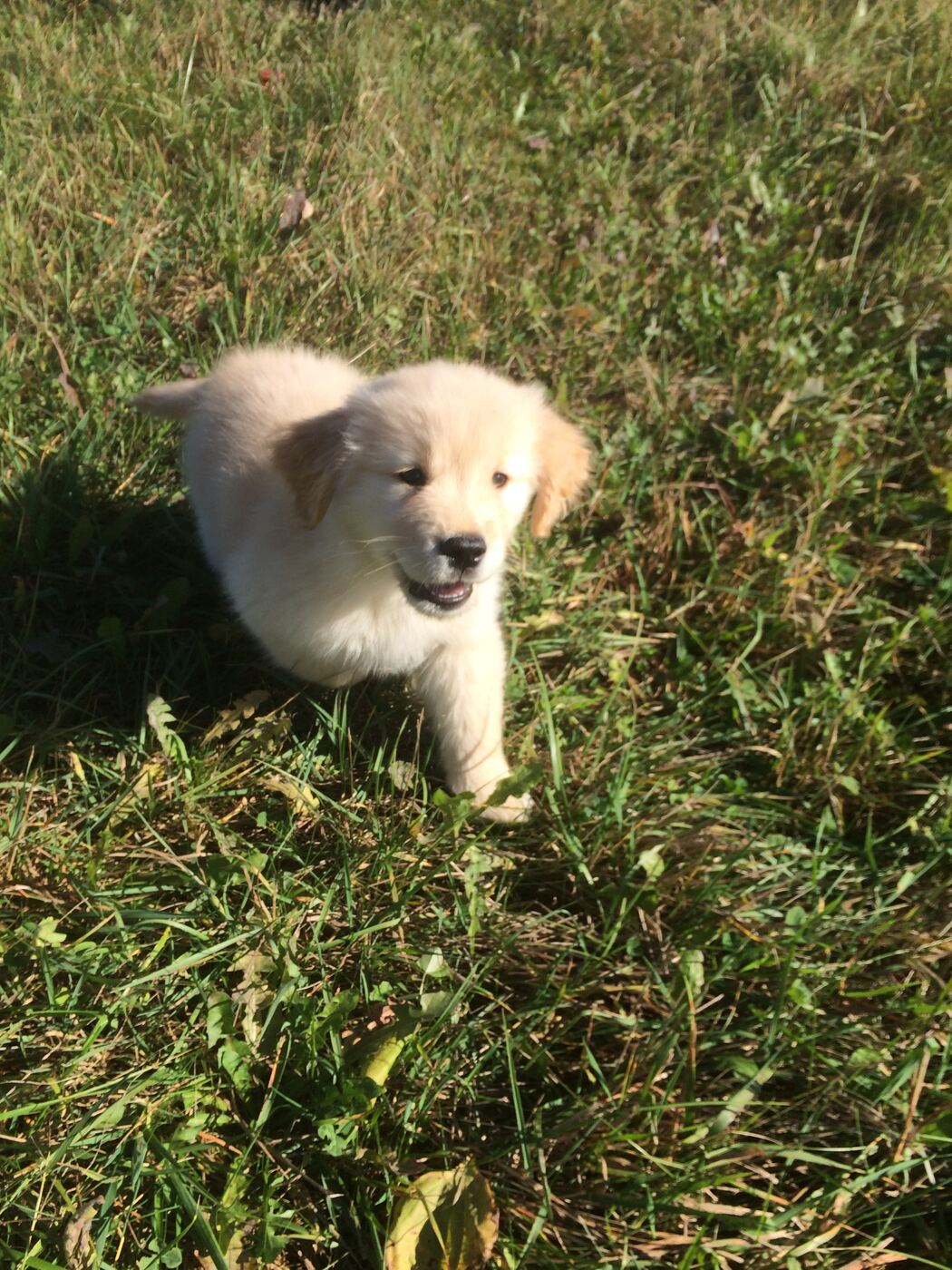 Puppy