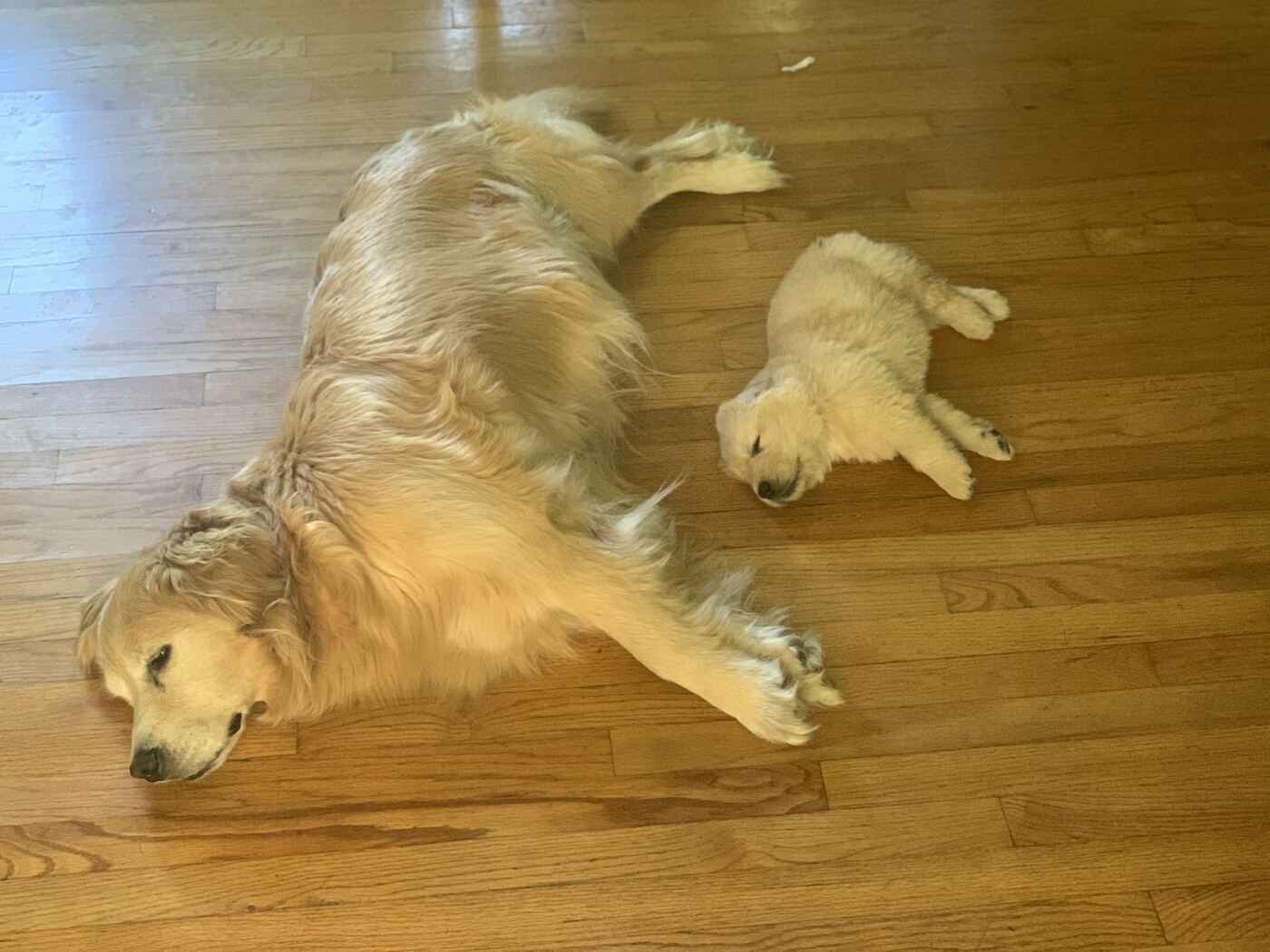 Aspen is dead now