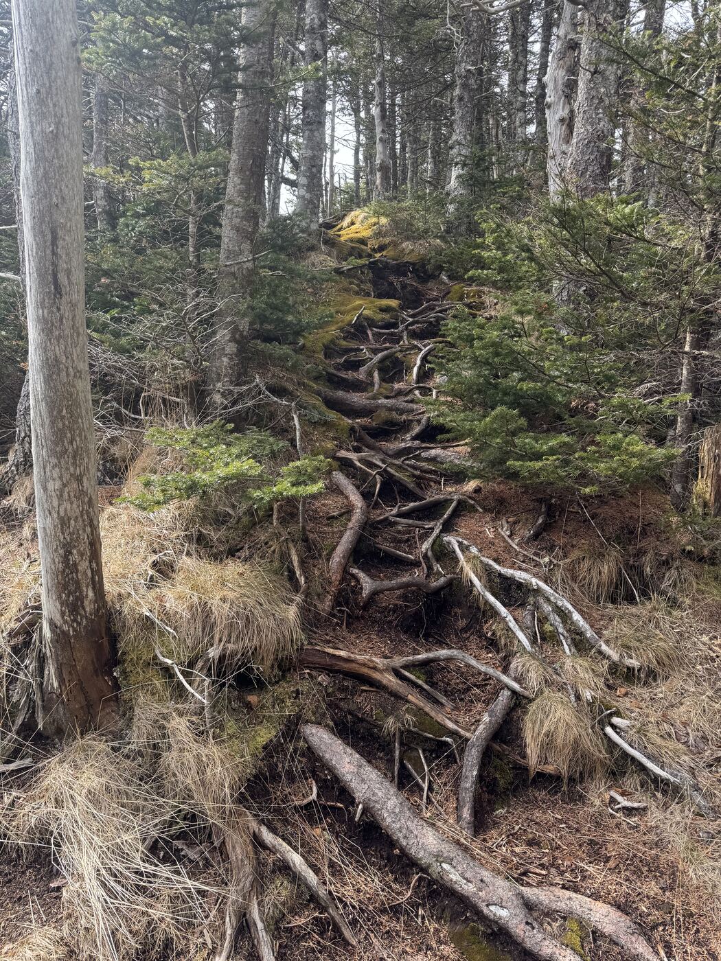 Roots