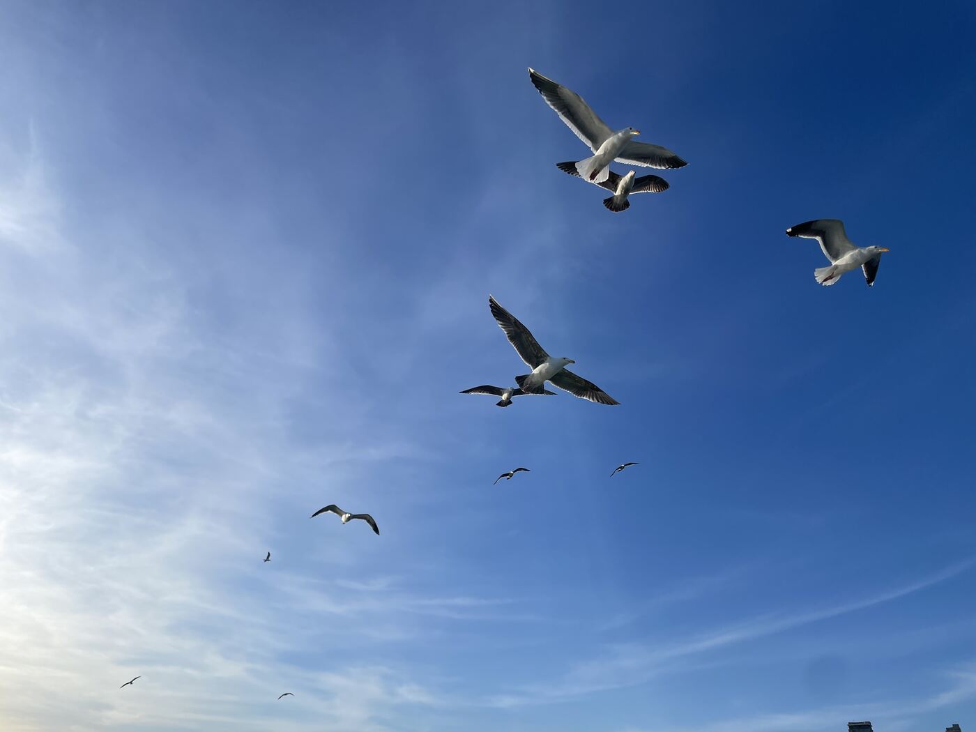 Gulls