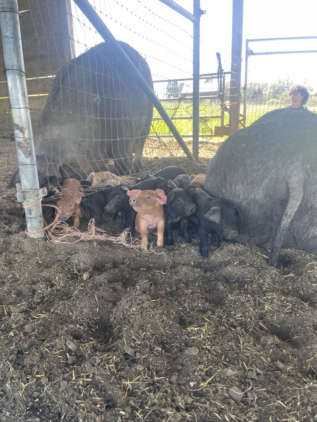 Jeremys Pigs