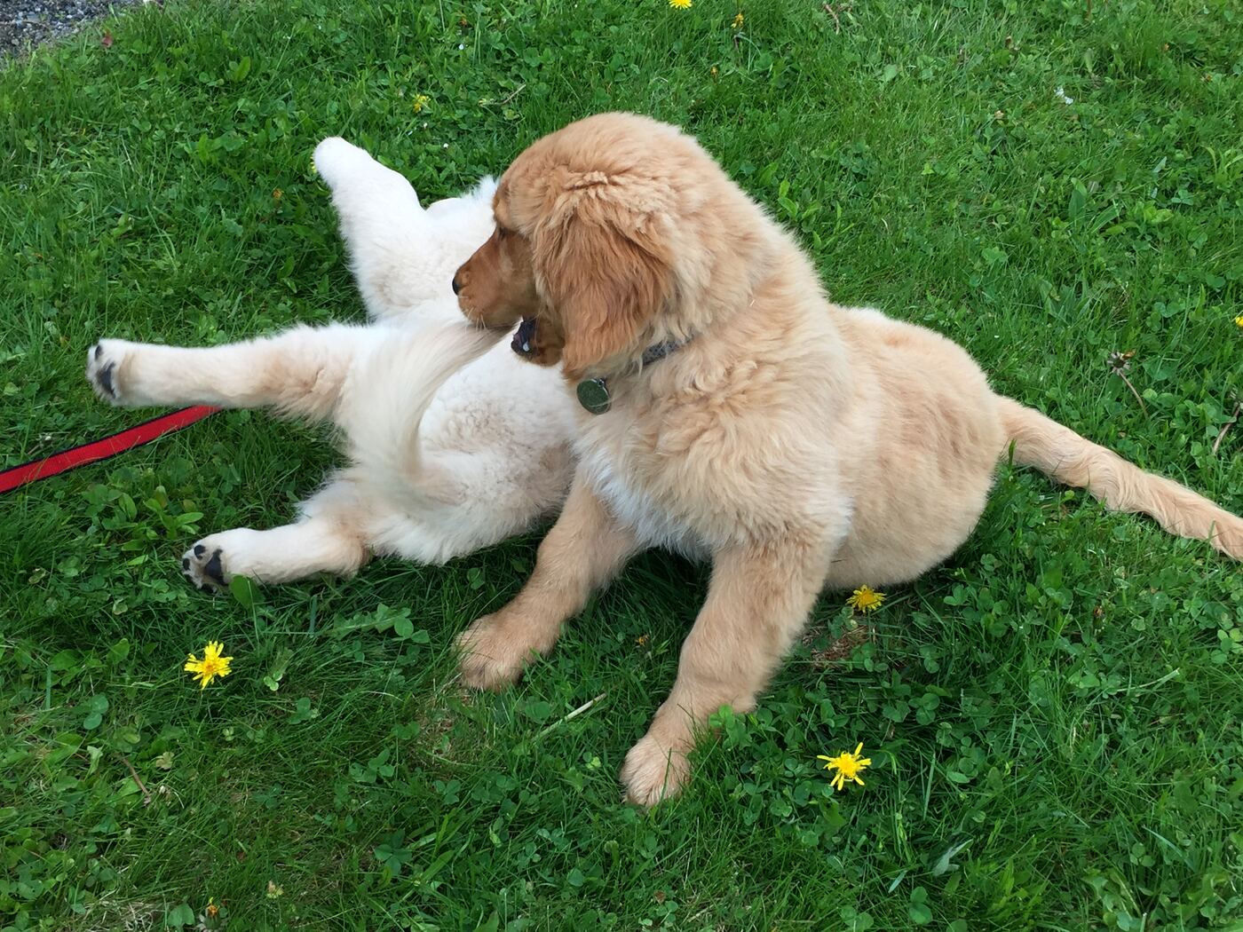 Puppies